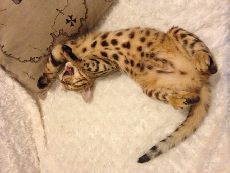 Indiana se réveille